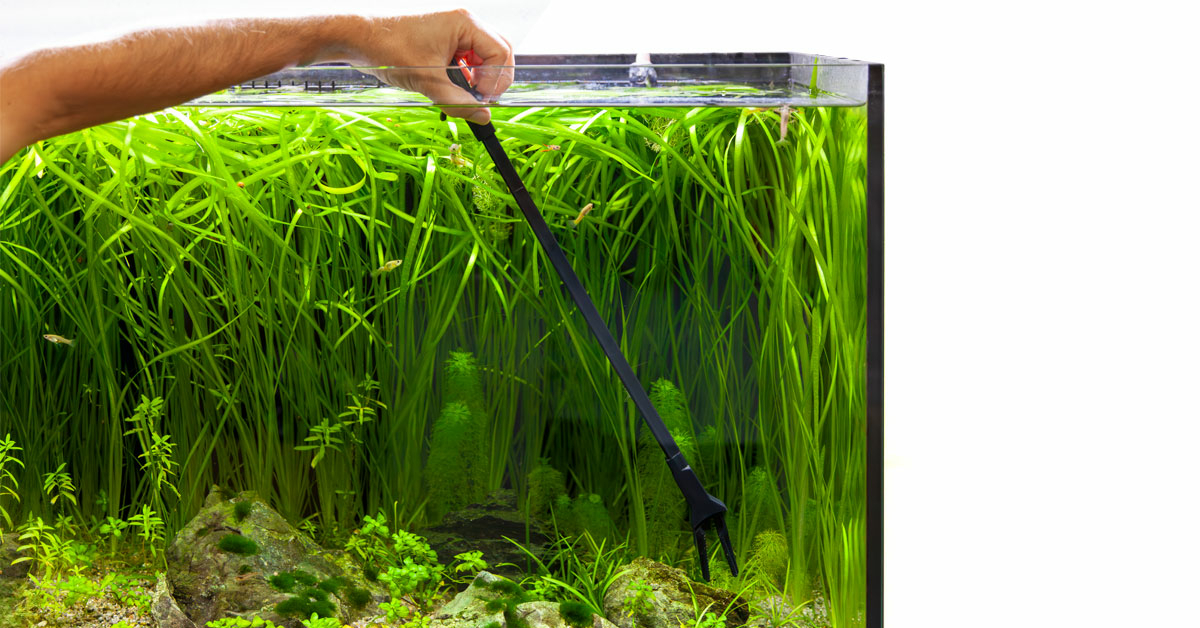 HOBBY Pince droite universel 20 cm pour aquarium et terrarium - Accessoires  aquarium/Pinces et ciseaux -  - Aquariophilie